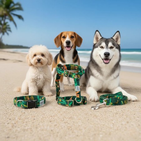 Laisse pour chien Arashi – Acheter sur Gecodart