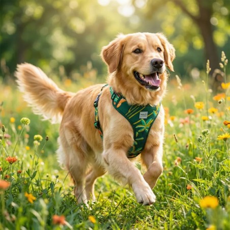 Pettorina Arashi Comfort - Acquista su Gecodart