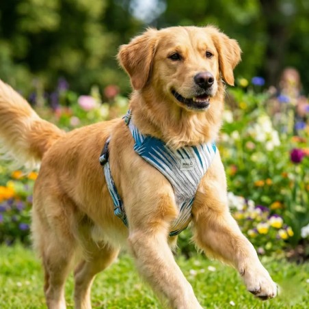 Kabira Comfort Harness - Buy at Gecodart