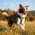 Pettorina comfort per cani Arashi traspirante e anti-tiro