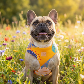 Pettorina comfort per cani Colibri regolabile | Gecodart